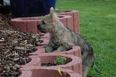 Was f�r Blumenk�bel